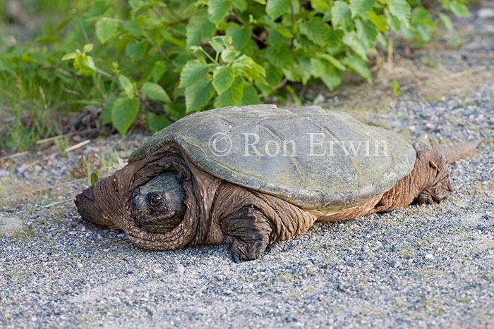 Snapping turtle