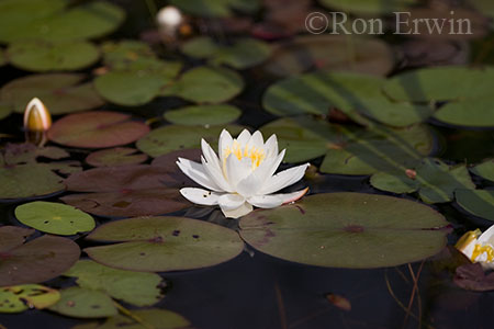 Water Lily