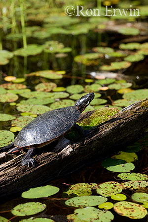 Midland Painted Turtle