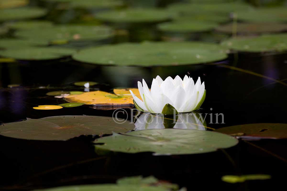 Water Lily