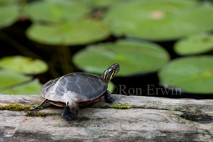 Midland Painted Turtle