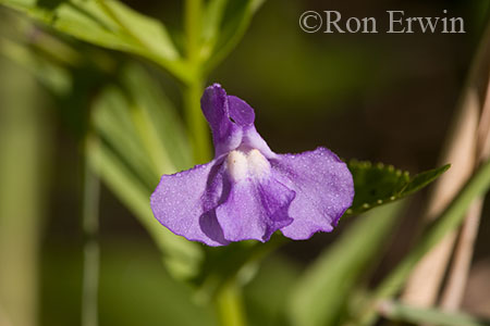 Monkeyflower