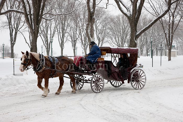 Horse Drawn Carriage in Quebec City