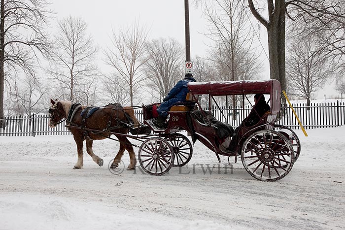 Horse Drawn Carriage in Quebec City