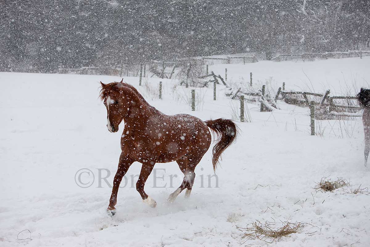 Chestnut Stallion