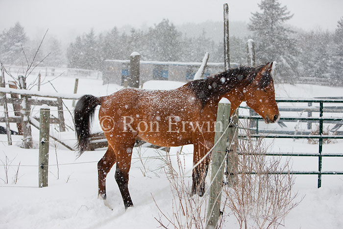 Bay Arabian Stallion