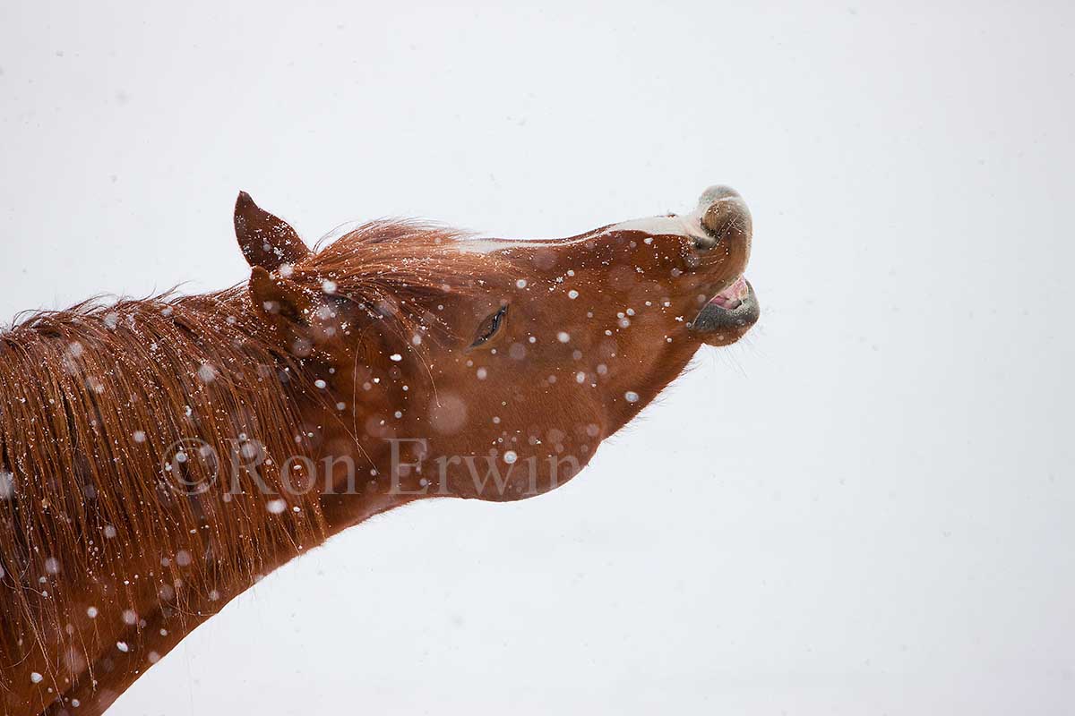 Flaring Arabian Stallion