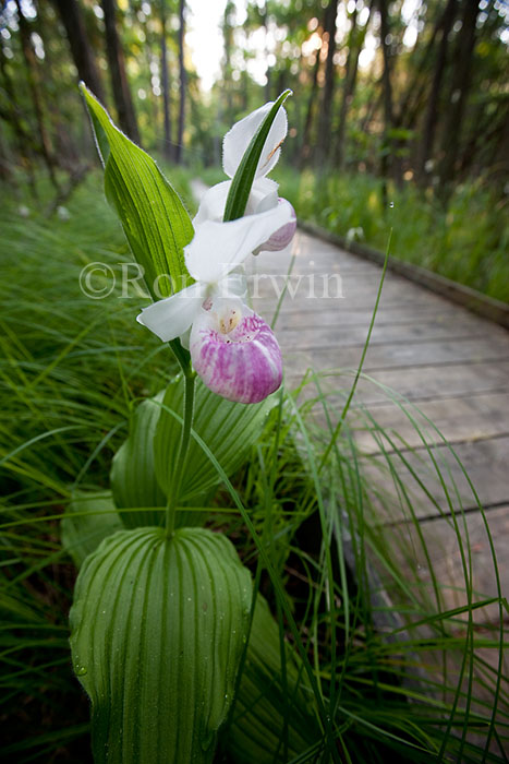 Showy Lady's Slippers