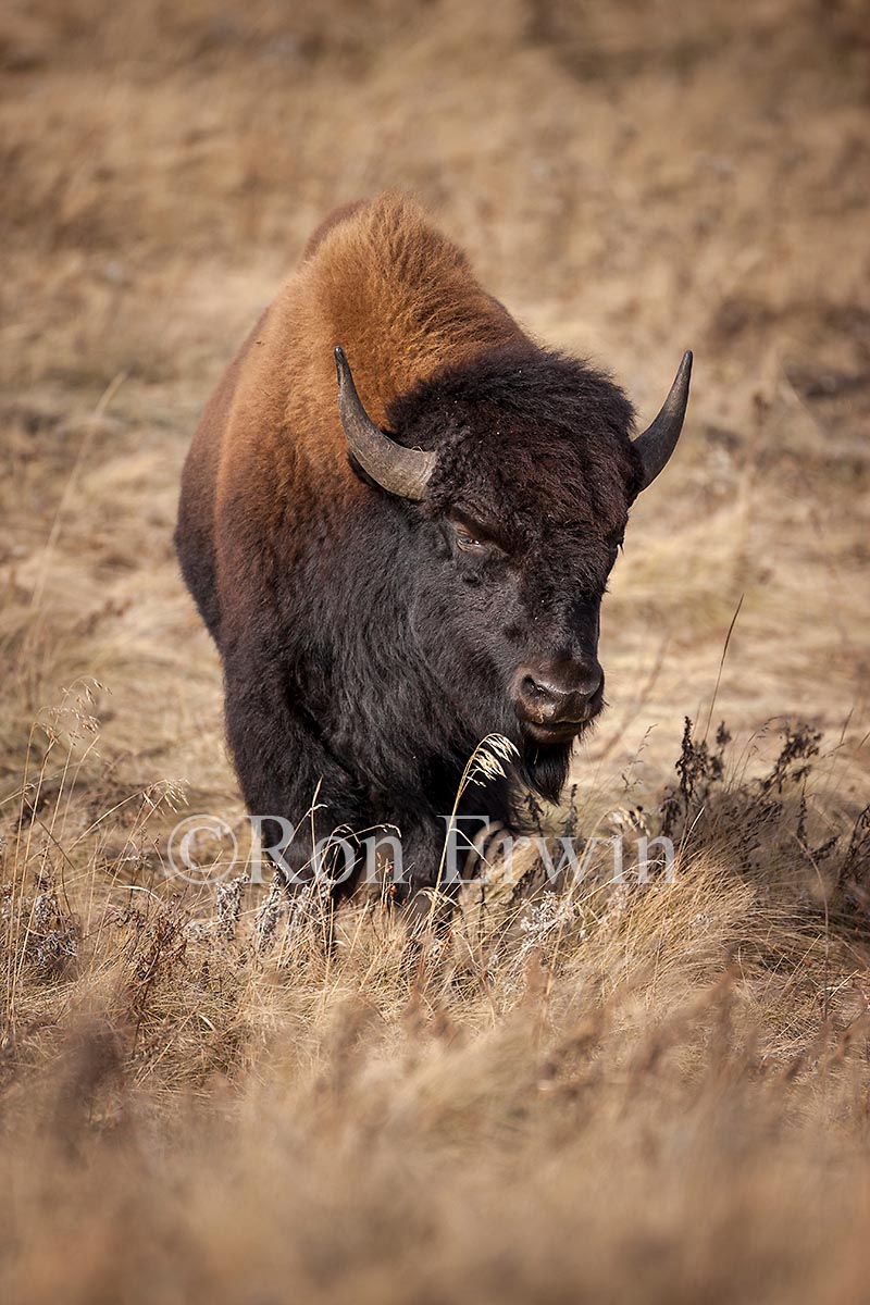 Plains Bison