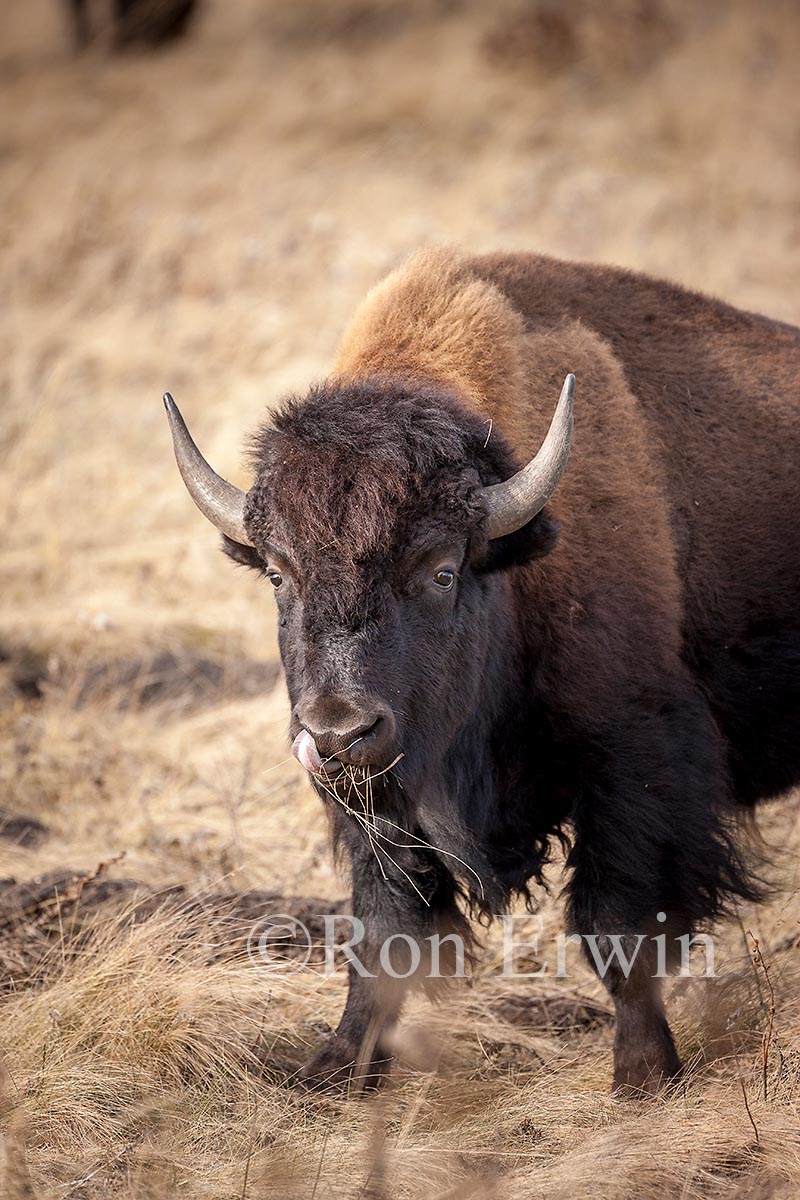 Plains Bison