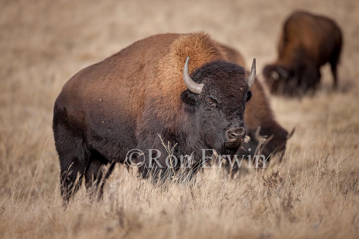 Plains Bison