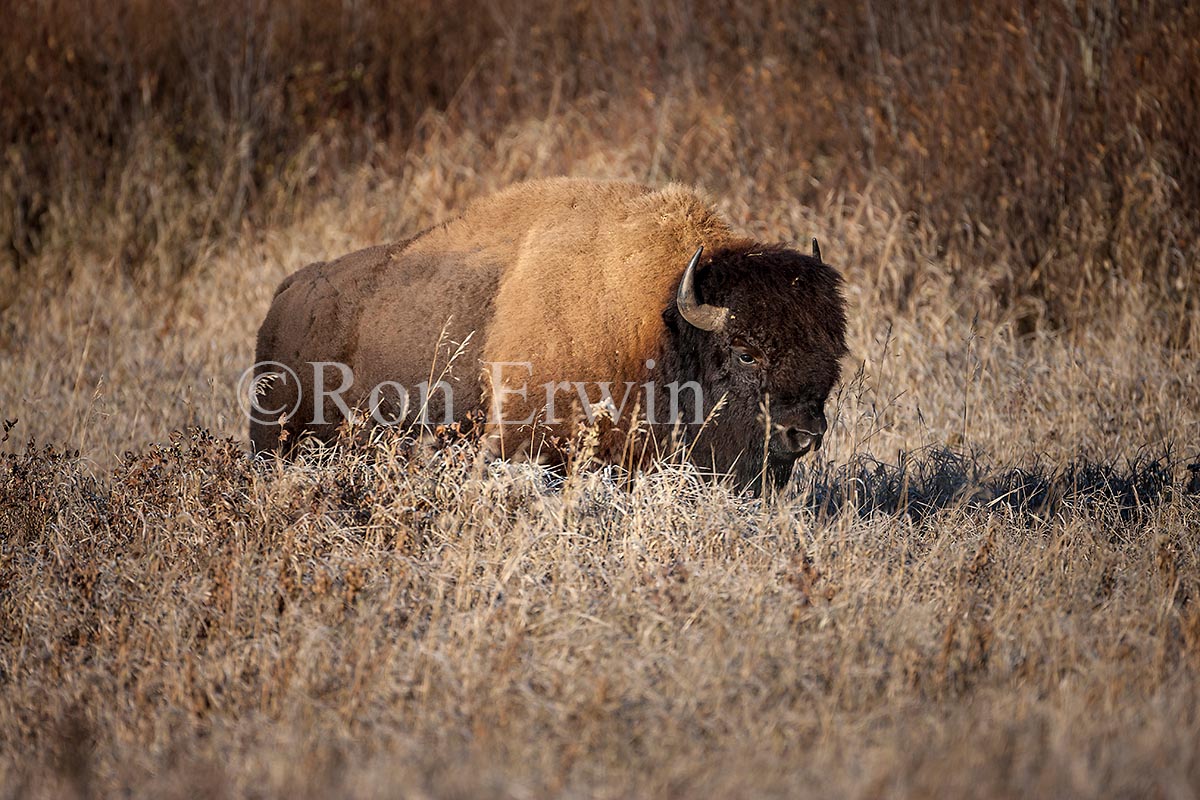 Plains Bison