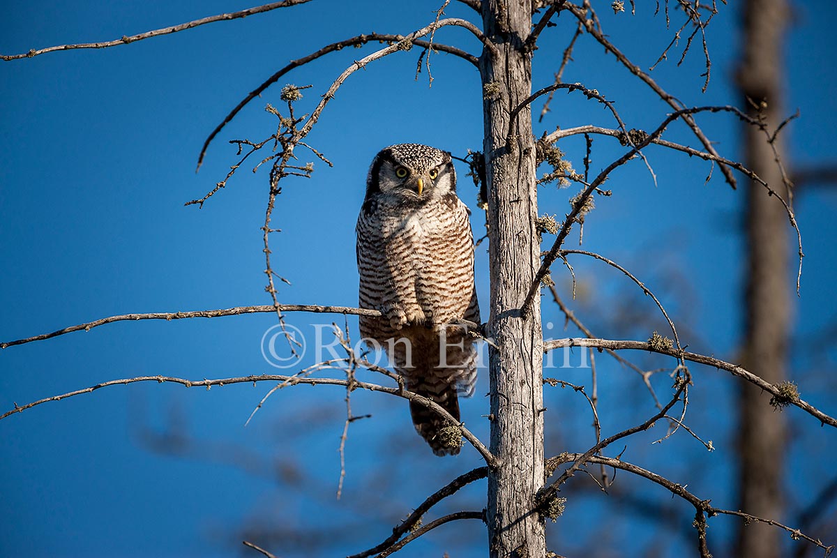 Northern Hawk Owl