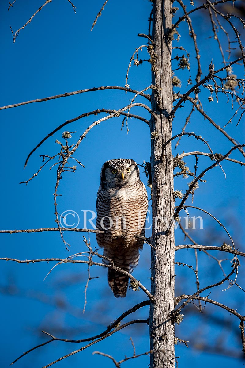 Northern Hawk Owl