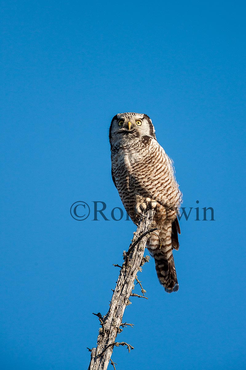 Northern Hawk Owl