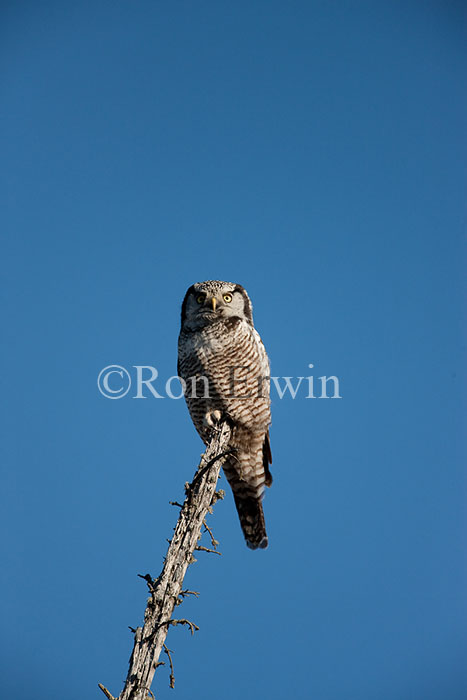 Northern Hawk Owl