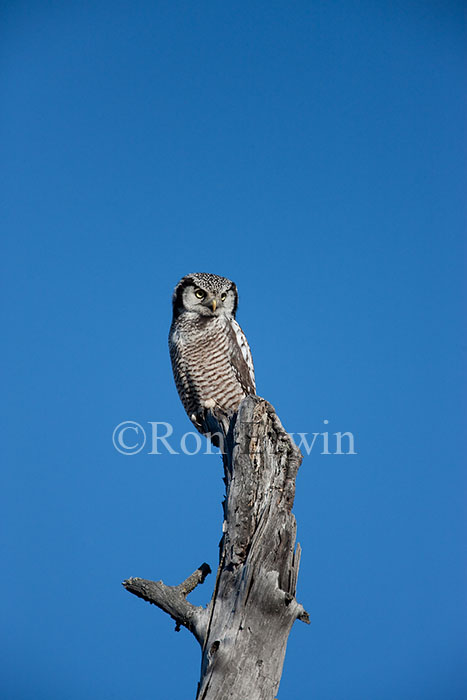 Northern Hawk Owl