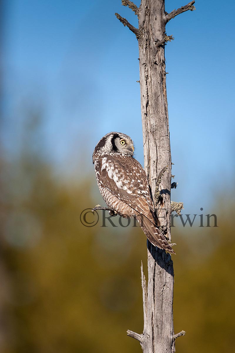 Northern Hawk Owl