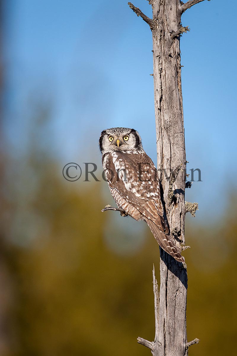 Northern Hawk Owl