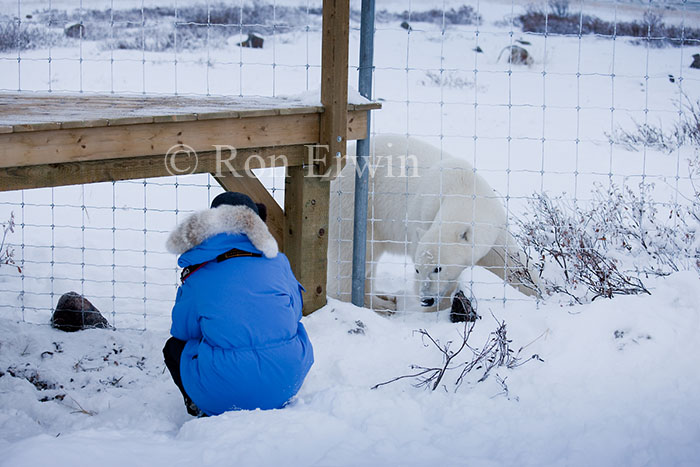 Bear looking at Photographer