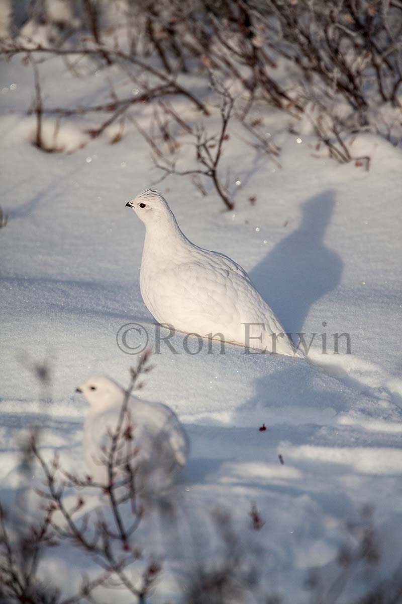 Willow Ptarmigan