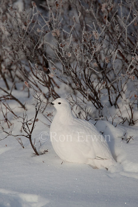 Willow Ptarmigan in Winter Plumage