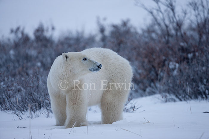 Polar Bear in Willows