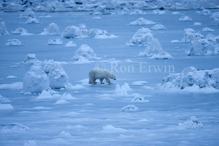 Polar Bear and Ice Pillars