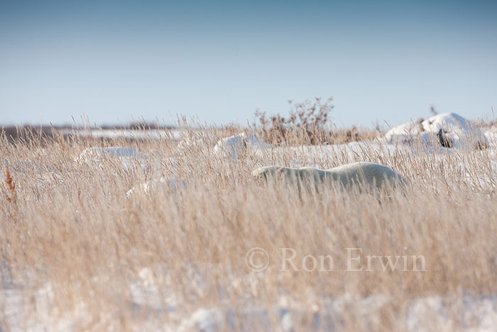 Polar Bear Hidden in Grass