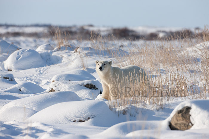 Polar Bear at Hudson Bay