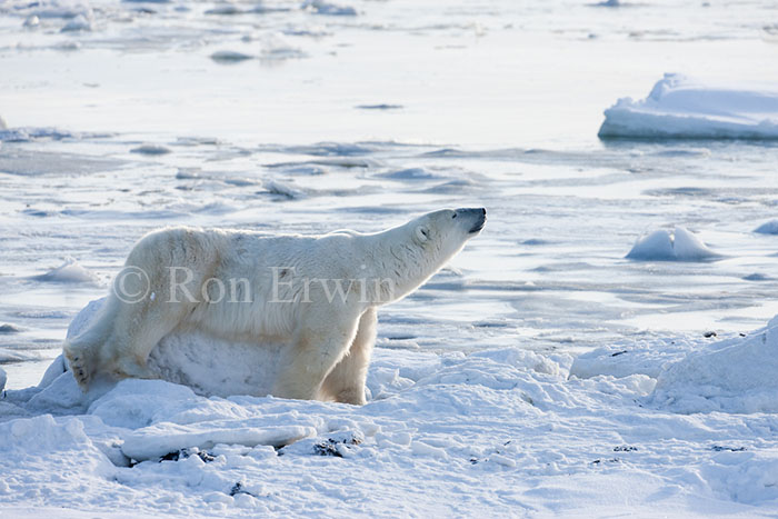 Polar Bear on Rock