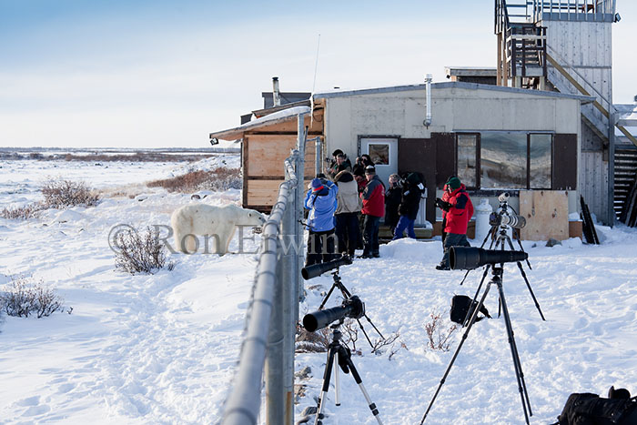 Photographing Bears at Seal River