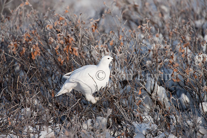 Willow Ptarmigan Female