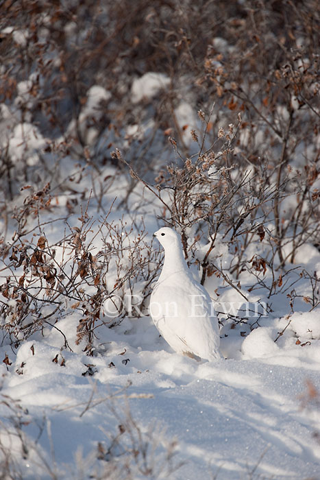 Willow Ptarmigan Female