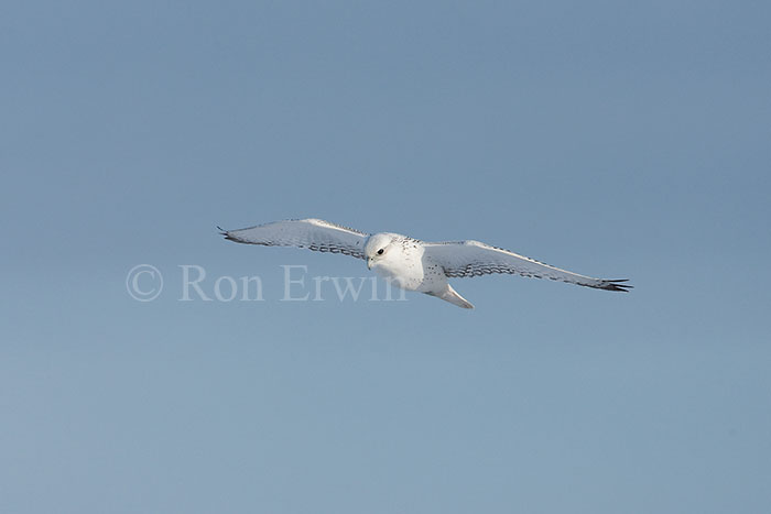 Gyrfalcon in Flight