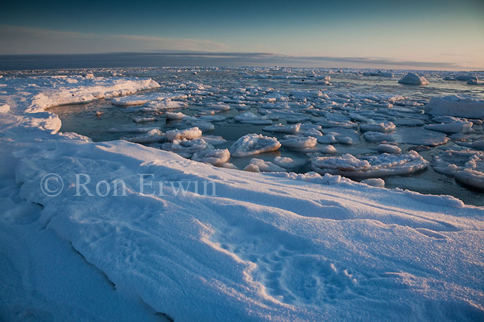 Tracks on Hudson Bay Coast, MB