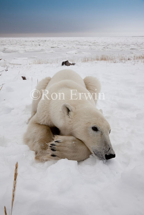 Polar Bear Close-up