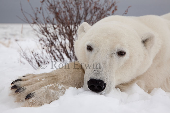 Polar Bear Close-up