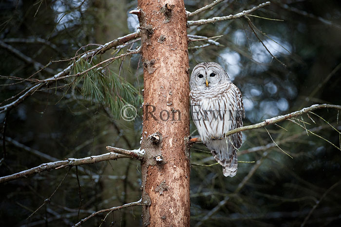 Barred Owl in Tree