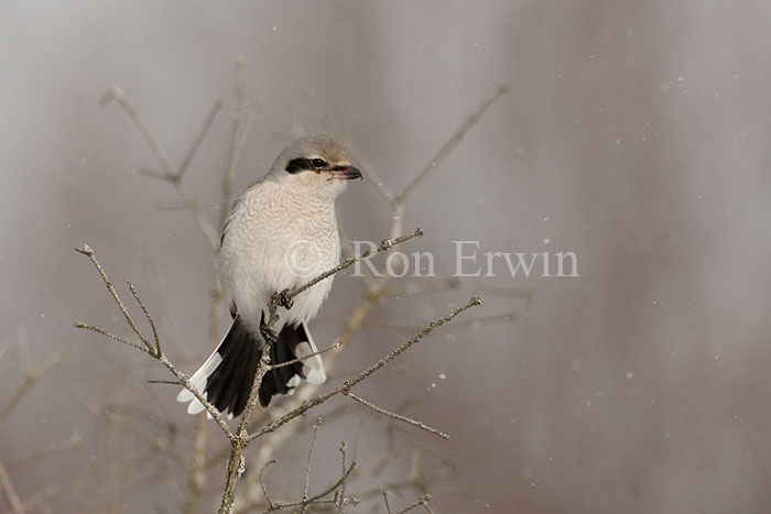 Northern Shrike