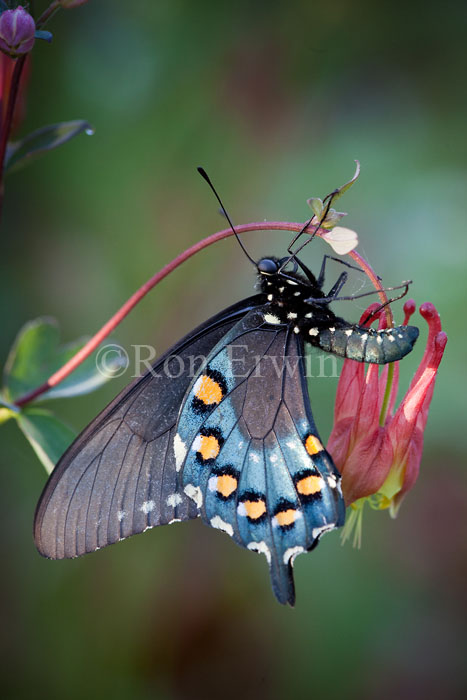 Pipevine Swallowtail