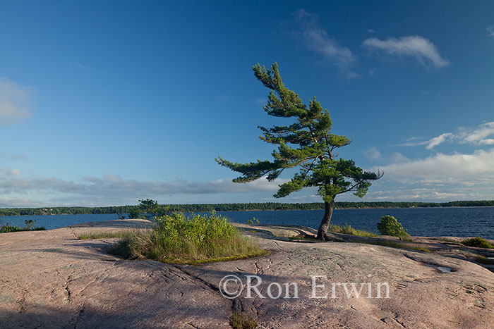 Wind-swept Pine at Georgian Bay