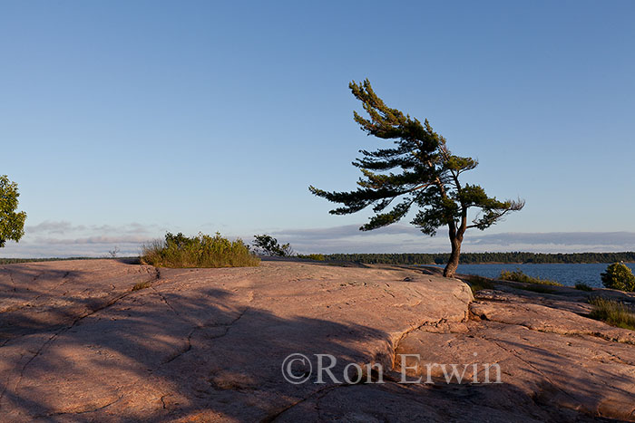 Wind-swept Pine at Georgian Bay