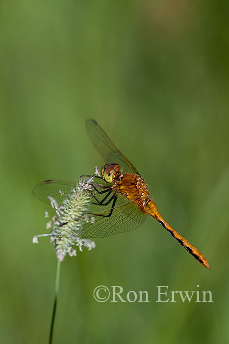 Meadowhawk