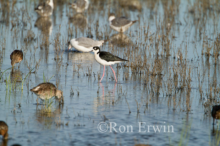 Black-necked Stilts