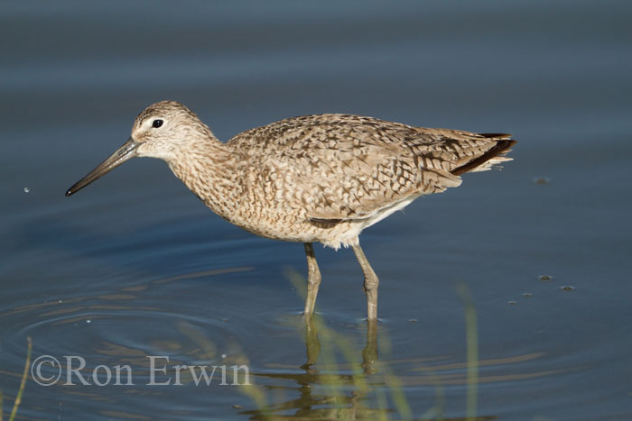 Willet