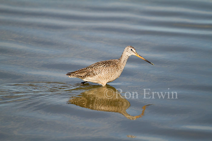 Marbled Godwit