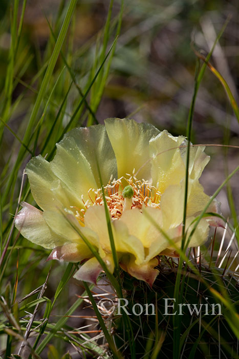 Prickly Pear Cactus