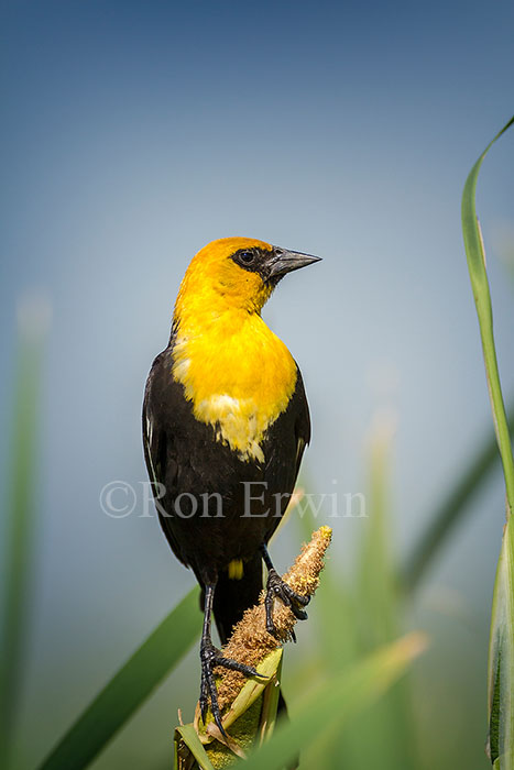 Male Yellow-headed Blackbird