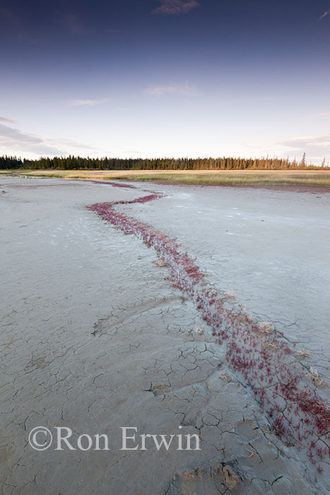 Salt Plains, Wood Buffalo National Park